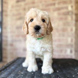 Naveen (Green) - Apricot male Australian Labradoodle puppy in San Antonio, Texas from Pinnacle Labradoodles