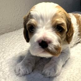 Red Boy - Blenheim male Cavapoo puppy in Wasilla, Alaska from The West Family