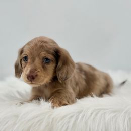 Rummy - Dapple male Dachshund puppy in Litchfield, Illinois from Charmm Dachshunds