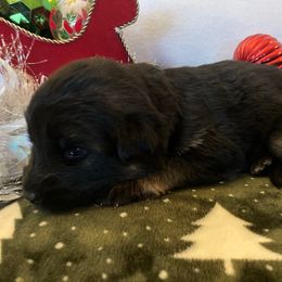 Evergreen - Black and tan female German Shepherd puppy in Walla Walla, Washington from Silver Knight Shepherds