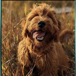 Goldie - Goldendoodle
