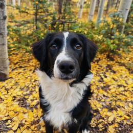 Poppy - Black and white female Aussiedoodle puppy in Peyton, Colorado from Colorful Colorado Aussiedoodles