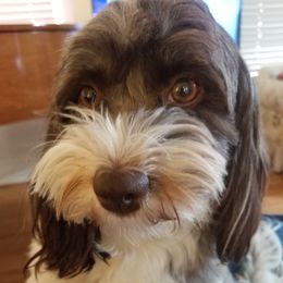 Layla - Havanese