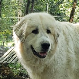 Akiva - Great Pyrenees