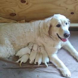 Masha - Golden Retriever