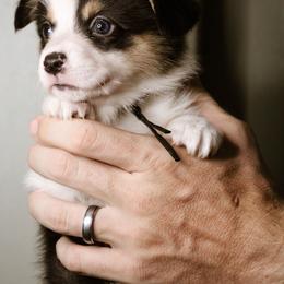 Esther - Black and tan female Pembroke Welsh Corgi puppy in South Otselic, New York from Ridge Top Corgis