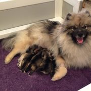 "GCH Daimler's Purple Passion, UD, RAE, TKI, CGC and babies" Cardigan Welsh Corgi, Keeshond, and Rottweiler Puppies from KeeRocka Show Dogs