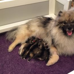 "GCH Daimler's Purple Passion, UD, RAE, TKI, CGC and babies" Cardigan Welsh Corgi, Keeshond, and Rottweiler Puppies from KeeRocka Show Dogs