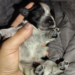 Boy 3 roan parti - Parti male Miniature Schnauzer puppy in Florida from Central Florida Schnauzers