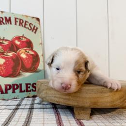 Crispin - Red merle male Australian Shepherd puppy in Kearney, Nebraska from Helix Aussies