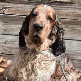 English Springer Spaniel puppies from McCollough's Pawsome Spaniels and Danny's Delightful Dachshunds