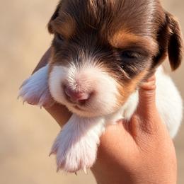 Toph - Piebald female Dachshund puppy in Jarales, New Mexico from Poker Paws Dachshunds