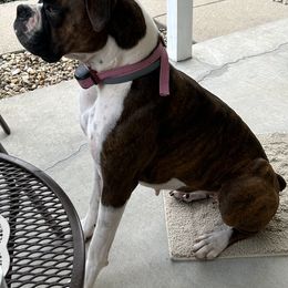 Boxers from Wilson Family Boxers