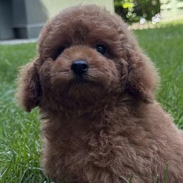 Poodles from Orel Toy & Miniature Poodles