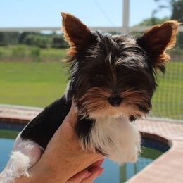 Yorkshire Terriers from Yorkies of Hibiscus Walk