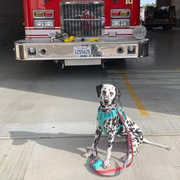 Basset Hound and Dalmatian Puppies from Lazy B Bassets and Dalmatians