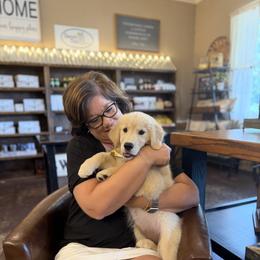 Golden Retriever Puppies from Glimmer Goldens