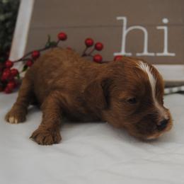 Boy 4 - male Cavapoo puppy in Mountain Grove, Missouri from Dogwood & Sassafras Companions