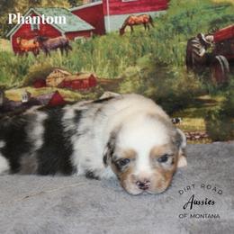 Phantom - Blue merle female Miniature Australian Shepherd puppy in Ronan, Montana from Dirt Road Aussie’s of Montana