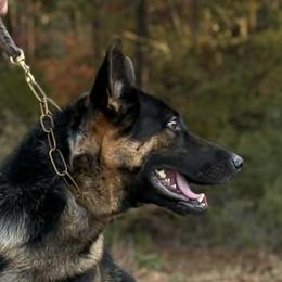 Nikki - German Shepherd