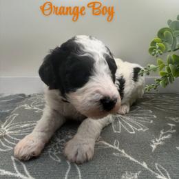 Boy 3 - Parti male Poodle puppy in Travelers Rest, South Carolina from Hampshire Hill’s Standard Poodles
