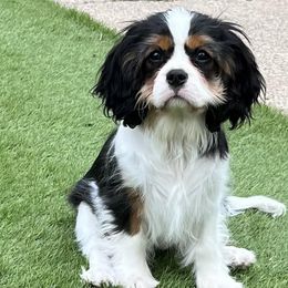 Cavalier King Charles Spaniels from Windkiss Cavaliers