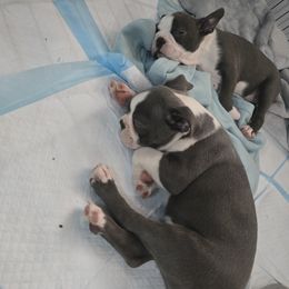 Boston Terrier Puppies from Aronow pups