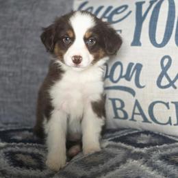 Arrow - Red tri male Miniature Australian Shepherd puppy in Killen, Alabama from Wilkers Wholehearted Mini Aussies