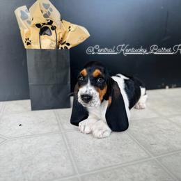 Basset Hound Puppies from Central Kentucky Basset Hounds