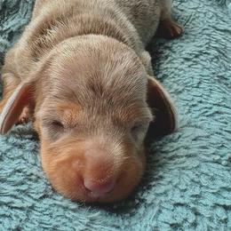 Charlie - Dapple male Dachshund puppy in Cottage Grove, Oregon from Freckled Roots Farm Dachshunds