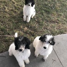 Poodle Puppies from High Mesa Standards