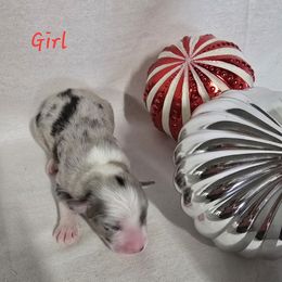 Girl 2 - Blue merle female Australian Shepherd puppy in Lakeland, Florida from Diamond P Australian Shepherds