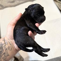 Can't Land - Black female Xoloitzcuintli puppy in Manitowoc, Wisconsin from Wonderland Kennel