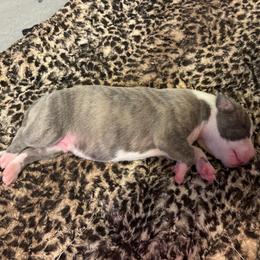 Suede - Boy 1 - Blue brindle male Whippet puppy in Katy, Texas from Texas Diamond Whippets