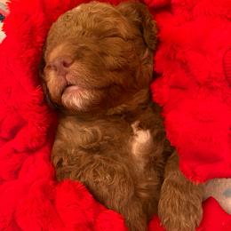 Goldendoodle Puppies from Kid's Best Doodle