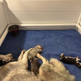 Girl 3 - Gray and white female Siberian Husky puppy in Springfield, Virginia from Brushfire Siberians