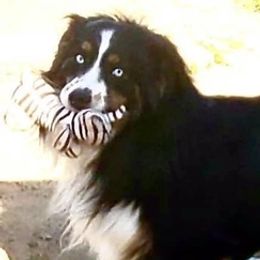 Australian Shepherds from Central Valley Australian Shepherd