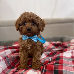 Cavapoo puppies from True Hearted Doodles