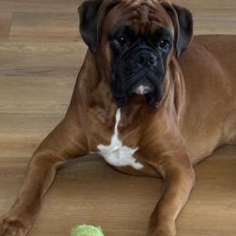 Kratos - Boxer