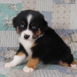 Poppy - Black tri Miniature American Shepherd puppy in Harrison, Ohio from Fetching Toy Aussies