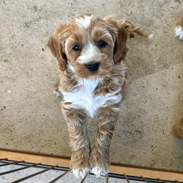 Poppy - Red and white female Cockapoo puppy in Roseville, California from Darby Park Doodles