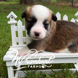 TC - Sable male Pembroke Welsh Corgi puppy in Nashville, Arkansas from Whisenhunt Farms