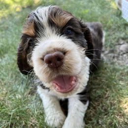 English Springer Spaniels from River Run Spaniels