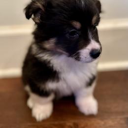 Blue Collar Boy Buddy - Black and tan male Pembroke Welsh Corgi puppy in Paris, Kentucky from Flat Run Corgis