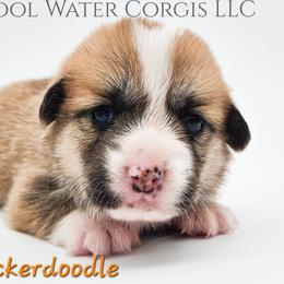 Snickerdoodle - Red female Pembroke Welsh Corgi puppy in Kiowa, Colorado from Cool Water Corgis LLC