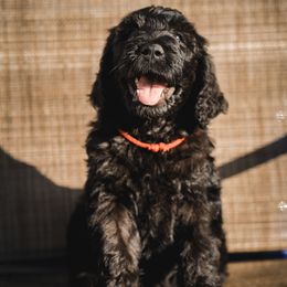 Sirius - Black male Goldendoodle puppy in Portsmouth, Virginia from Hopping Howlers Ranch