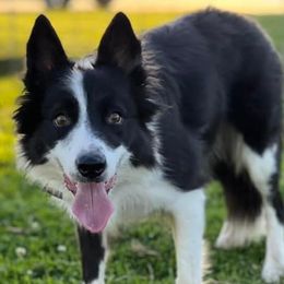 Border Collies from Mutton But Trouble