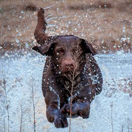Fore - Chesapeake Bay Retriever