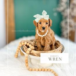 W R E N - Red  female Goldendoodle puppy in Cedar City, Utah from Cedar Doodles- Home of the Teddybear Goldendoodle