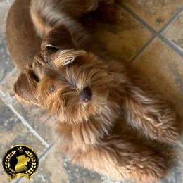 Mely - Miniature Schnauzer